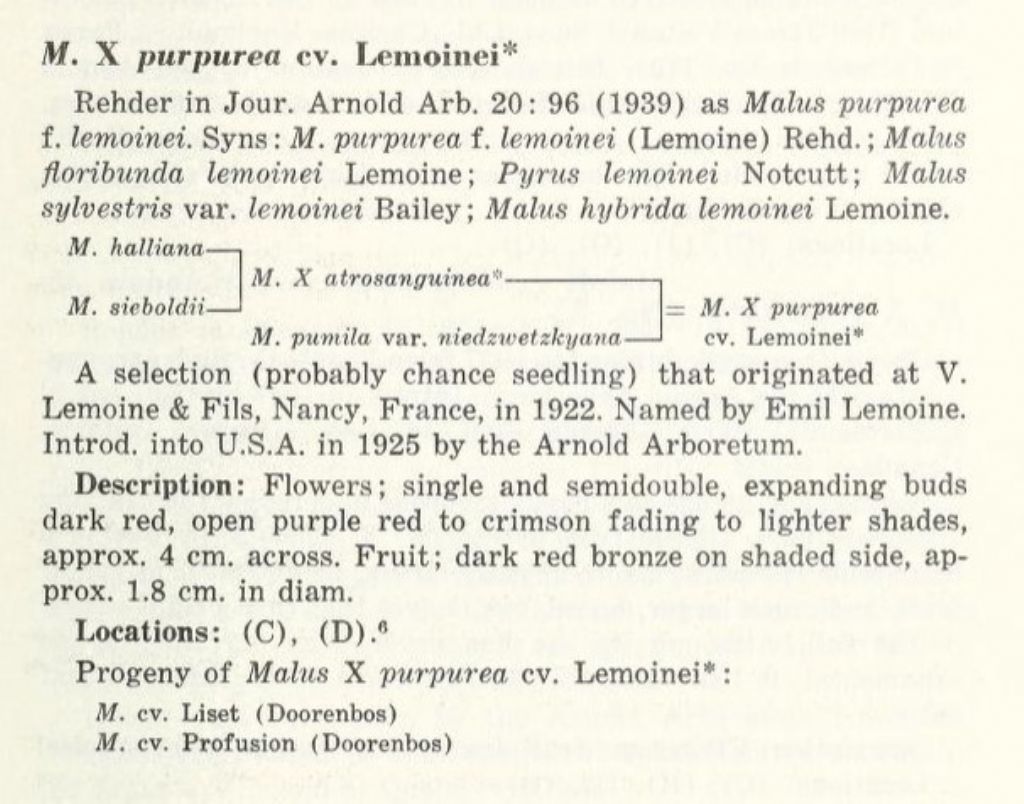 Malus  purpurea ( cv ''Lemoinei'' ?)